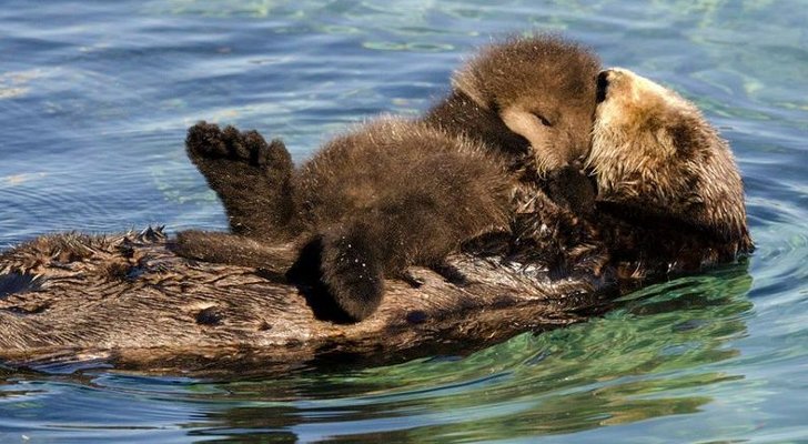 I'm so proud of the great work our team has done for more than 30 years to recover California's threatened sea otter population: mbayaq.co/2sqjqCu <a href="/AP/">The Associated Press</a> <a href="/EllenKnickmeyer/">Ellen Knickmeyer</a> <a href="/MontereyAq/">Monterey Bay Aquarium</a> #WorldOtterDay