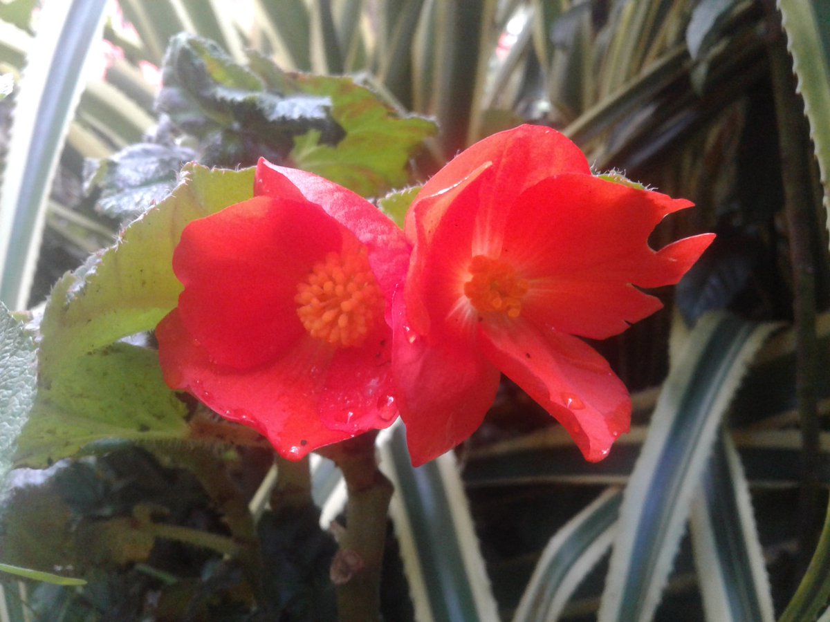 liriosbellos5's tweet photo. #begonias #calas de montaña #mushrooms #photography #byliriosbellos #fromCostaRica #purelife #blessed #enjoining #tobehappy https://t.co/GHmUmdDnz0