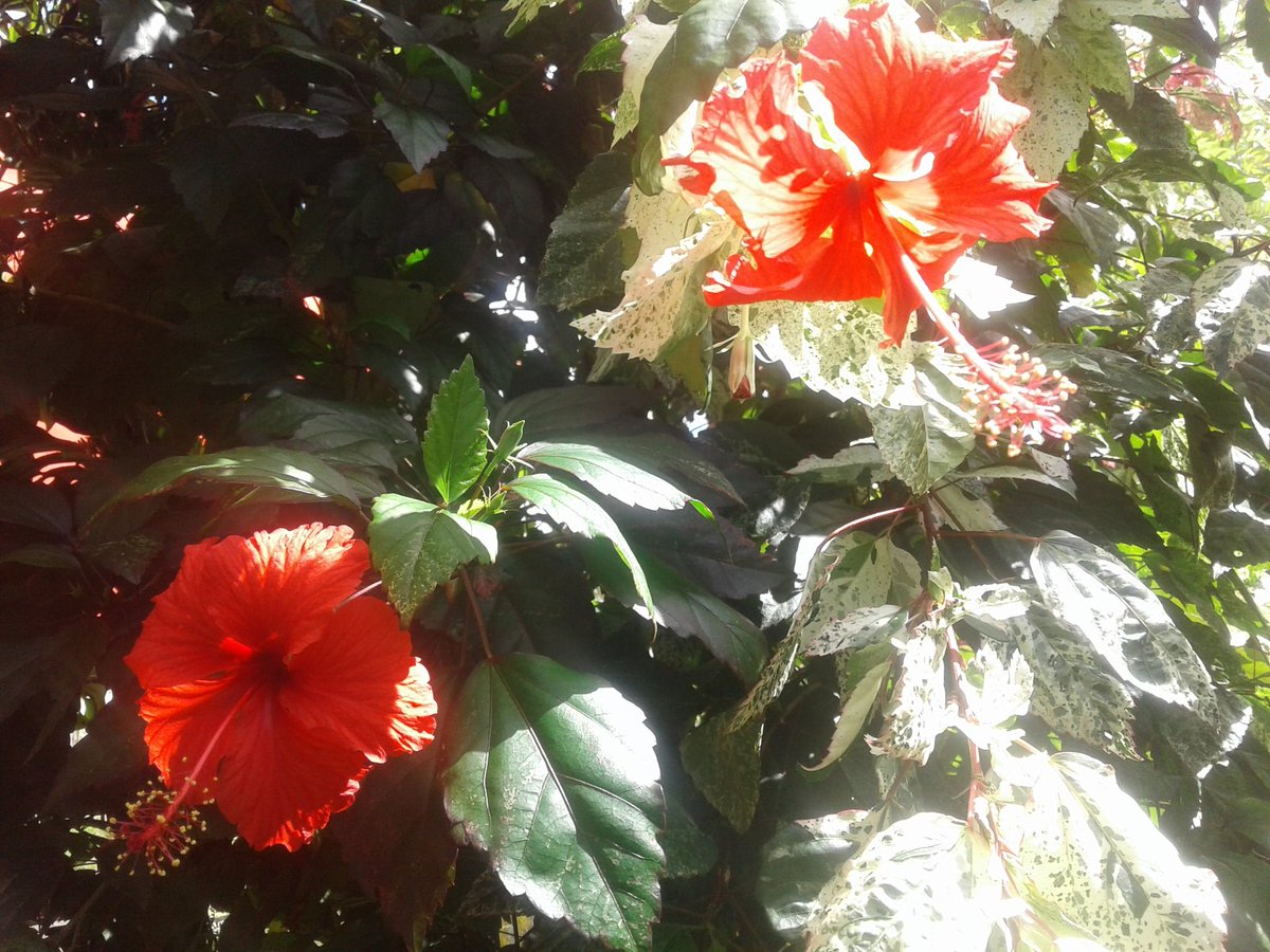 liriosbellos5's tweet photo. #morning #photography #byliriosbellos #fromCostaRica #purelife #blessed #Nature #enjoining #tobehappy https://t.co/CZsdM3GAdV