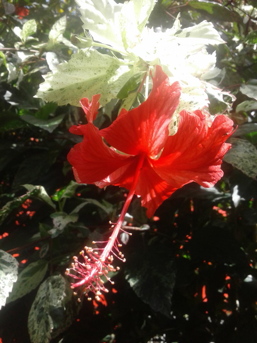 liriosbellos5's tweet photo. #morning #photography #byliriosbellos #fromCostaRica #purelife #blessed #Nature #enjoining #tobehappy https://t.co/CZsdM3GAdV