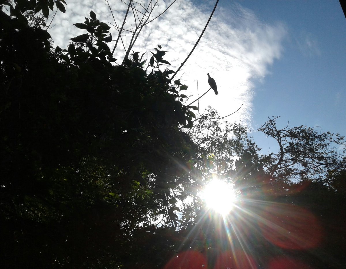 liriosbellos5's tweet photo. #morning #photography #byliriosbellos #fromCostaRica #purelife #blessed #Nature #enjoining #tobehappy https://t.co/CZsdM3GAdV