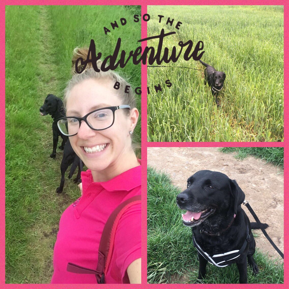 IngatestoneDog's tweet photo. Great fun walking this beauty today 😍 She has bundles of energy and there was no rain 🌧which is always a bonus 👍🏻 #dogwalkadventure https://t.co/6yYjEq7N3n