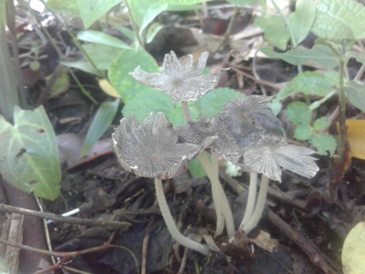 liriosbellos5's tweet photo. #begonias #calas de montaña #mushrooms #photography #byliriosbellos #fromCostaRica #purelife #blessed #enjoining #tobehappy https://t.co/GHmUmdDnz0