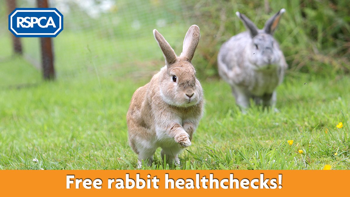 Hundreds of vets are signed up for #RabbitAwarenessWeek this year to offer free healthchecks for your bunnies! Rabbits need a healthcheck at least once a year, so make sure you grab the chance for a free MOT, and find a vet today: bit.ly/RAW-HealthChec…  🐰👩‍⚕️