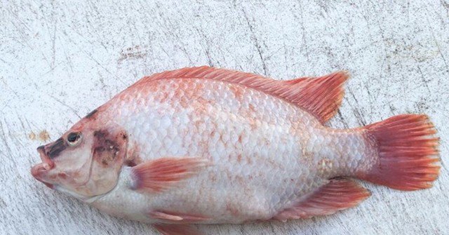 LiveOceanGrown's tweet photo. #aquaponics_systems not only create #organic_fruits and #veggies but amazingly delicious #organicfish too. Our systems are not overstocked so our #tilapia grow at an amazing fast pace with the correct nutrition. This little bad boy is about 9 months old and has fed many plants https://t.co/UbsPl66TwB