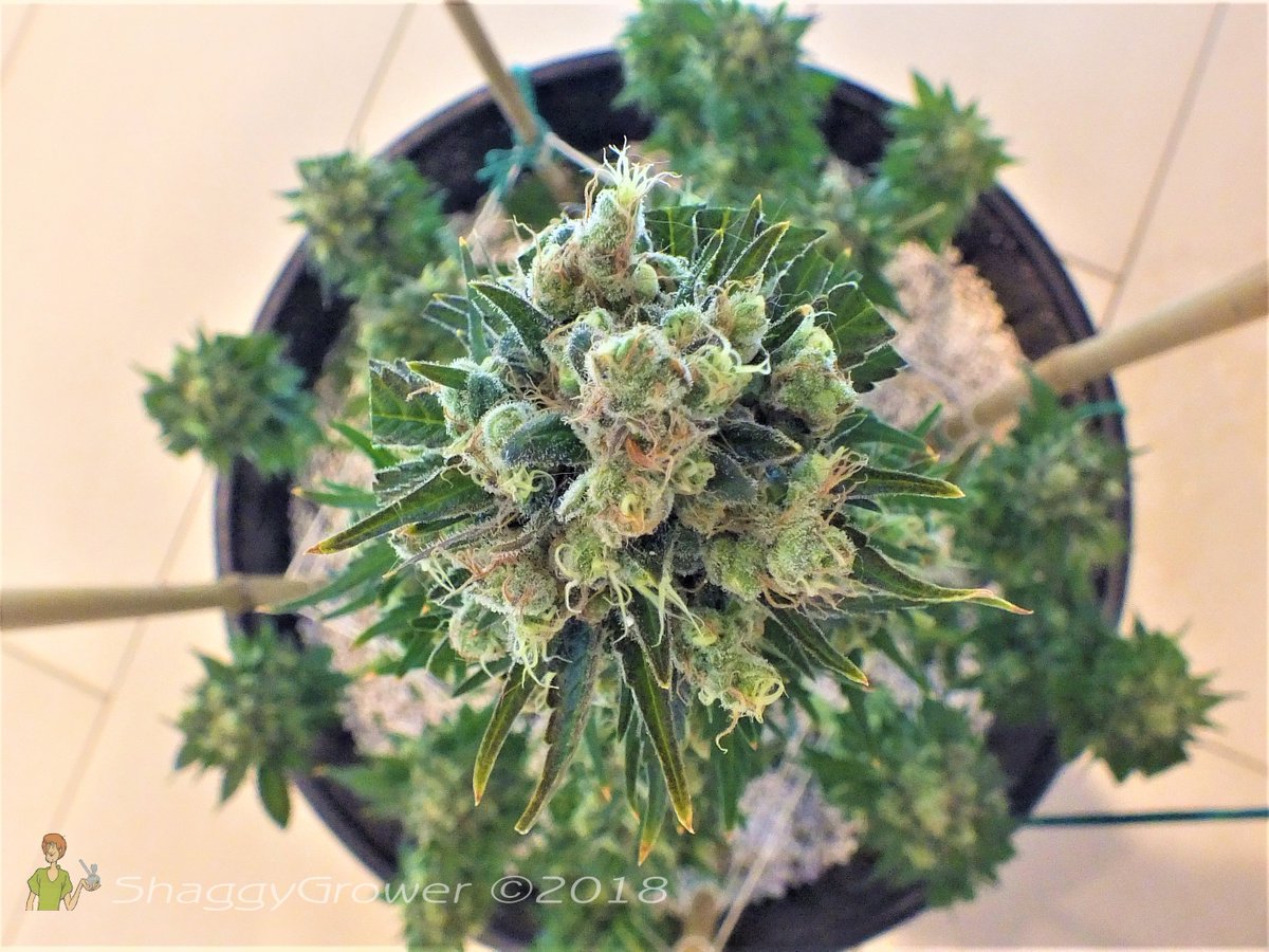 ShaggyGrower's tweet photo. 'Bi' after a pre-harvest trim. A #WhiteRhino for a competion I'm in on the #StrainHuntersForum. Harvest tomorrow!
Seeds by @greenhouseseeds
Nutrients by @ghfeeding & #CannaCocoProPlus
#weed #cannabis #CannabisCommunity #indoorgrow https://t.co/IK6YLAhkLj