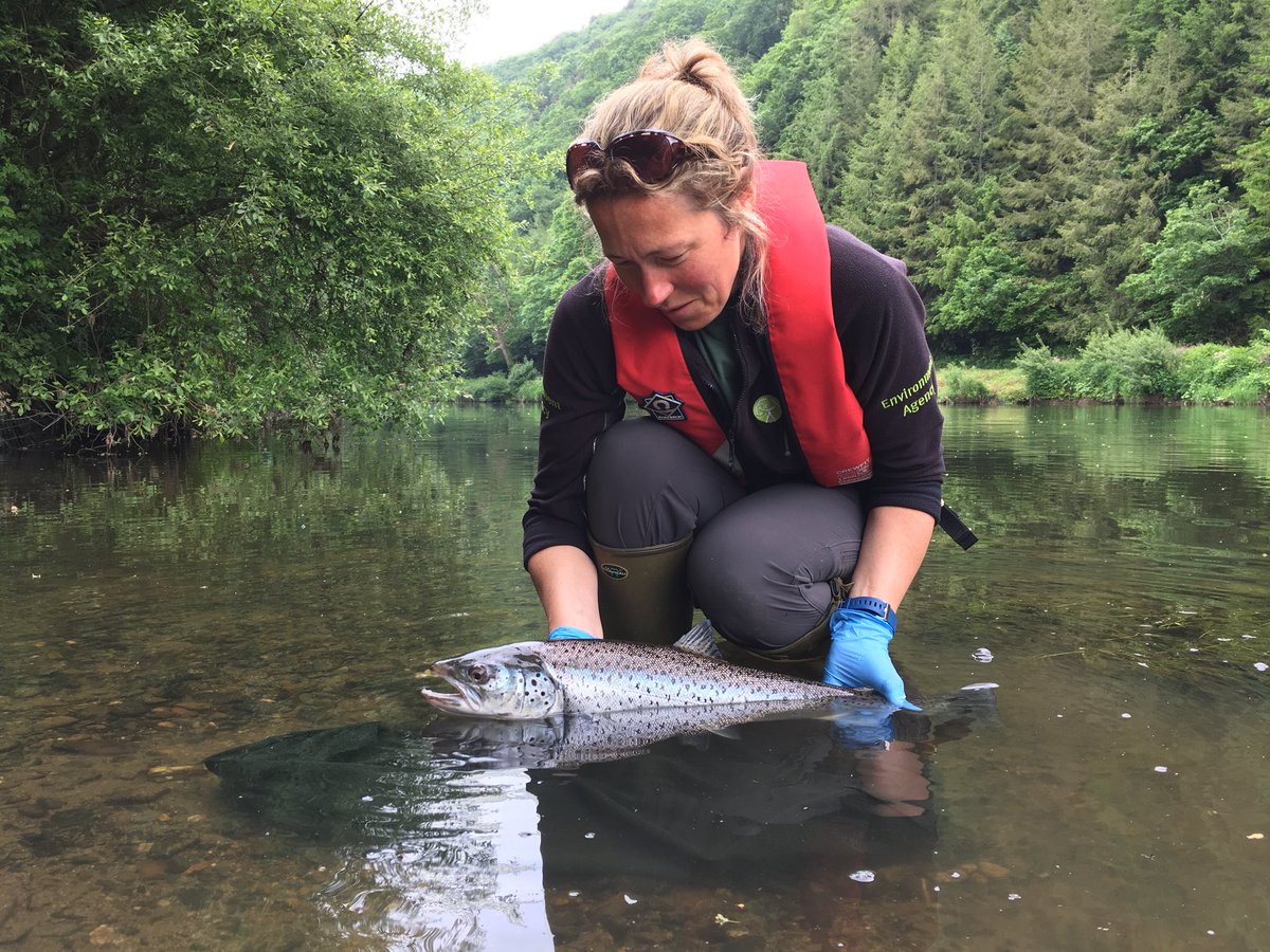 Peter_S_Long's tweet photo. #GuardiansOfTheEnvironment💚🌍 in #Environmental #Monitoring working on the #FundedMonitoringProjectsTeam 💷💻📄 #Tamar Index River Project helping us determine the marine survival of #salmon & #seatrout plus important #data on other migrating fish such as #shad #lamprey & #smelt https://t.co/ivNo8UqOSE