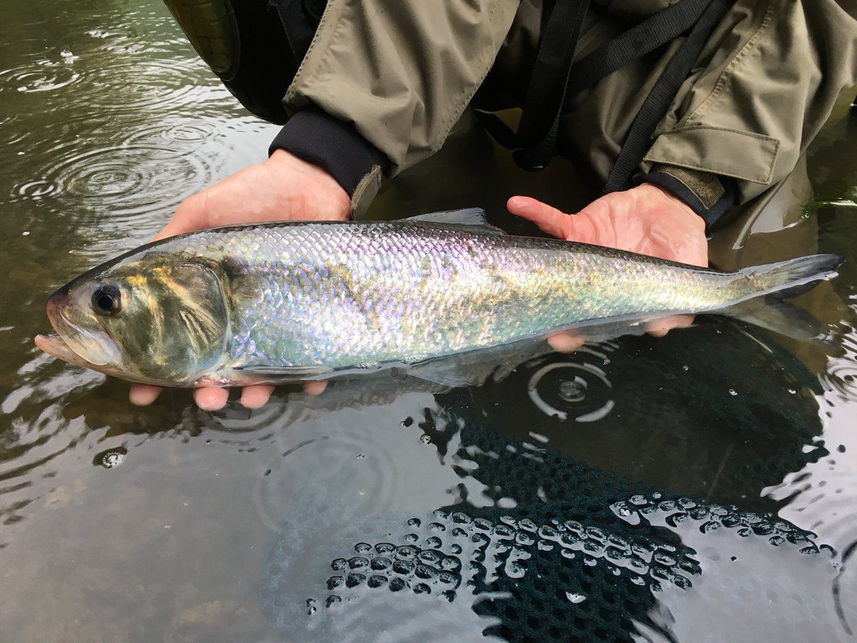 Peter_S_Long's tweet photo. #GuardiansOfTheEnvironment💚🌍 in #Environmental #Monitoring working on the #FundedMonitoringProjectsTeam 💷💻📄 #Tamar Index River Project helping us determine the marine survival of #salmon & #seatrout plus important #data on other migrating fish such as #shad #lamprey & #smelt https://t.co/ivNo8UqOSE