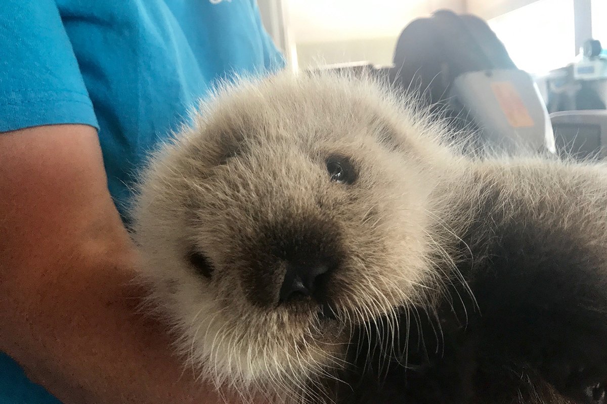 vanaqua's tweet photo. Bask in the cuteness of #WorldOtterDay—who wants to sea more? https://t.co/0ptKaZLyRK
