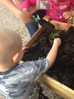 asheetsroom14's tweet photo. Planting our garden! Big thanks to BHE PTO, @Mr_Herrold and @OCIbluffton ! #BHES180daysoflearning https://t.co/UyG2948z1x