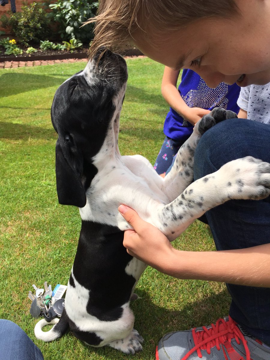 euankillengray's tweet photo. puppy appreciation for drake turning 3 next week🔐 https://t.co/ILSsTYosPp