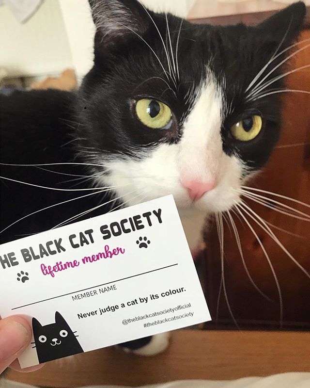 bimba_gru's tweet photo. Today we welcome Gary (and @lauraechisholm ) to the Back Cat Society, our newest member for life. Seen here posing with his membership card. 💖

When you buy the society pin badge, you receive an exclusive membership card and for this week only, the B… https://t.co/yJjxvrHG0k https://t.co/jjE6McTfn4