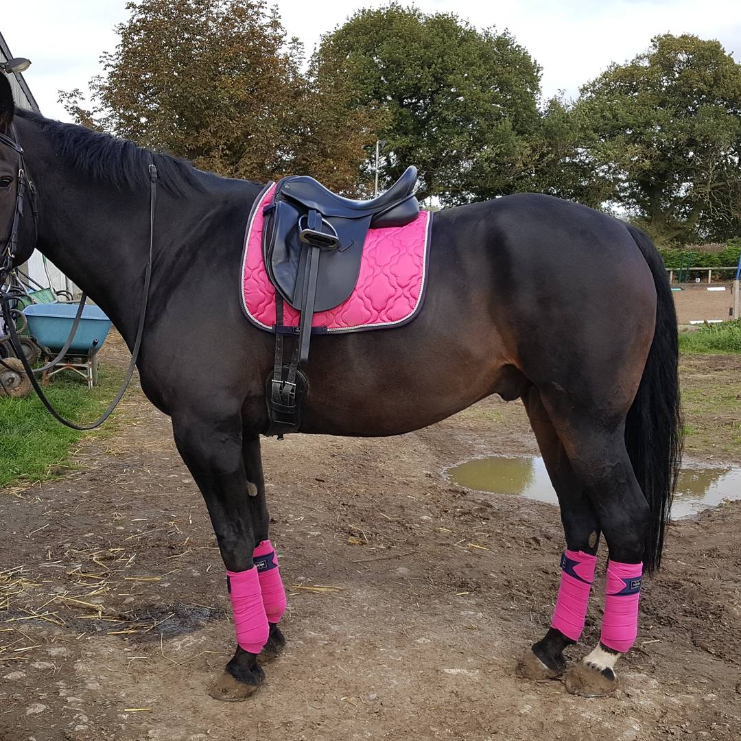 TheDressageHour's tweet photo. Alfie rocking his pink set from @lvrequine 
Anyone else matching for online dressage? #TheDressageHour https://t.co/SKldJltGRb