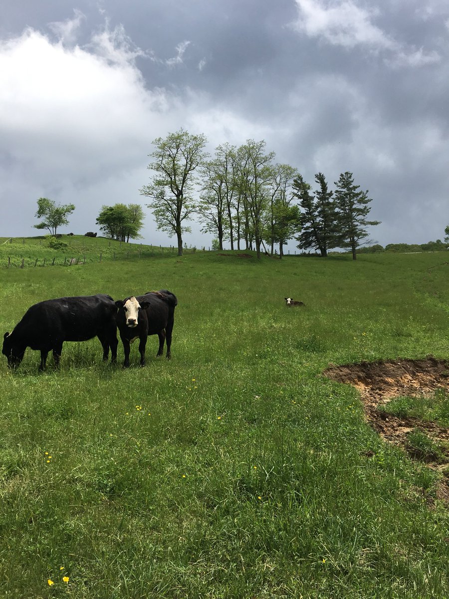 HighCountryLive's tweet image. Rain clouds are an ongoing sight in the High Country for yet another week...
