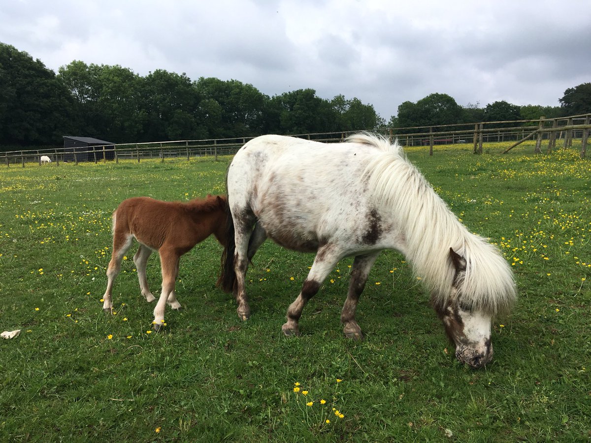 Equanimity_SW's tweet photo. Saw this little five day old Shetland filly foal today and had to have a firm word with myself! #fiveisenough! #sososocute @BockettsFarm https://t.co/M9qQDb6wCn