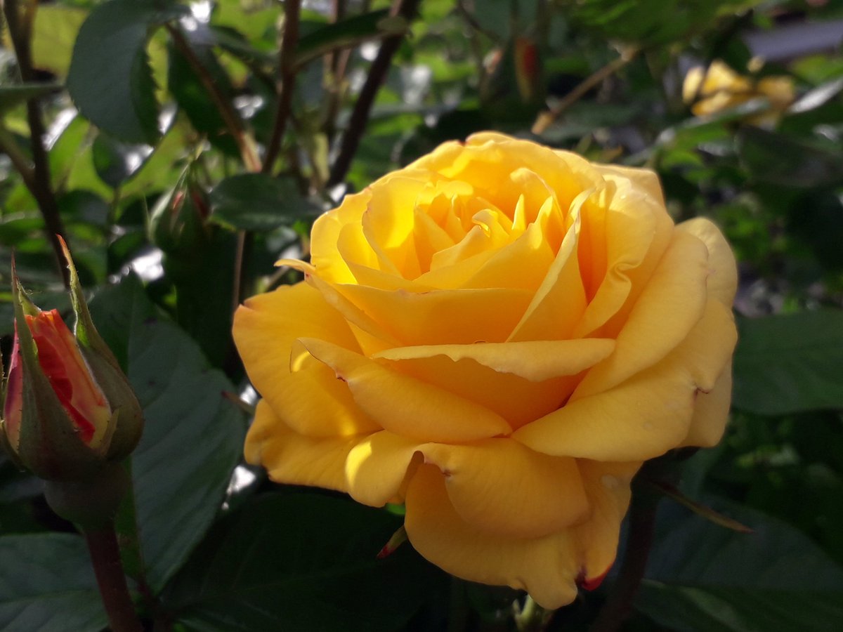 NumenMachine's tweet photo. Yellow perfection 💛
#perfection #roses #Gold
I have a passion for yellow roses. I used to have a big yellow rose but I haven't seen it for many, many years. Now I have a tiny patio #yellowrose, but it had no scent. Stupid modern show roses. 😒
#tearose #hybridtearose https://t.co/6FQYETjQrc