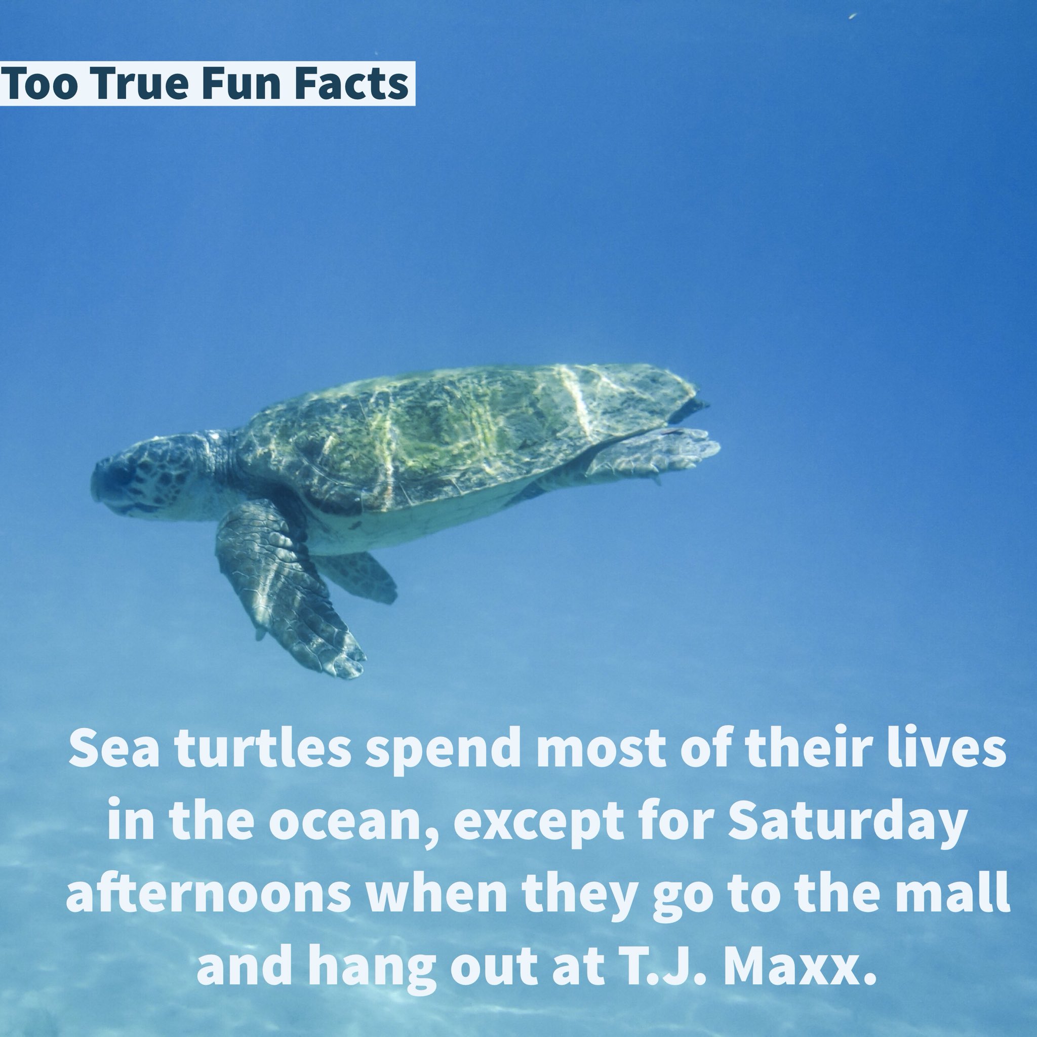 Too True Fun Facts on Twitter: Too True Fun Facts on Twitter: