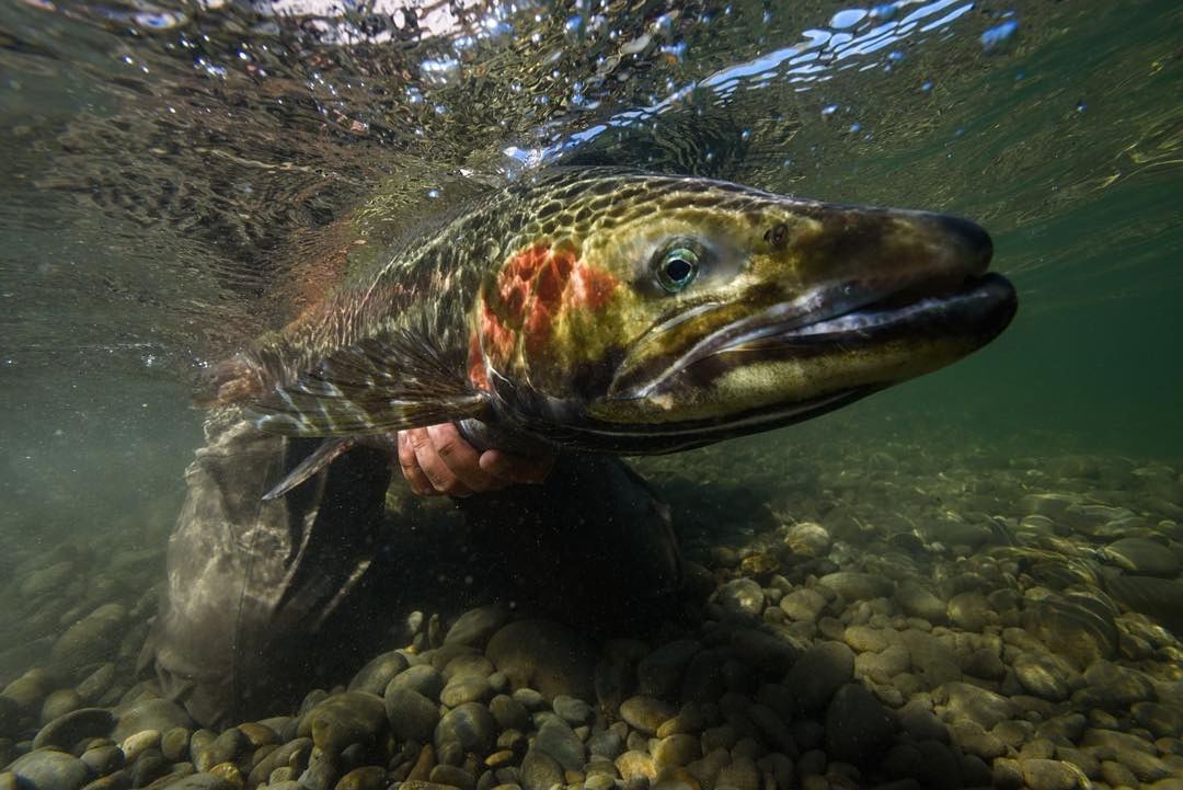 Nykona_Fish's tweet photo. 😎I'm Hooked!👌👌👌             Source@jordangillphotography https://t.co/o117hJ8Gvd