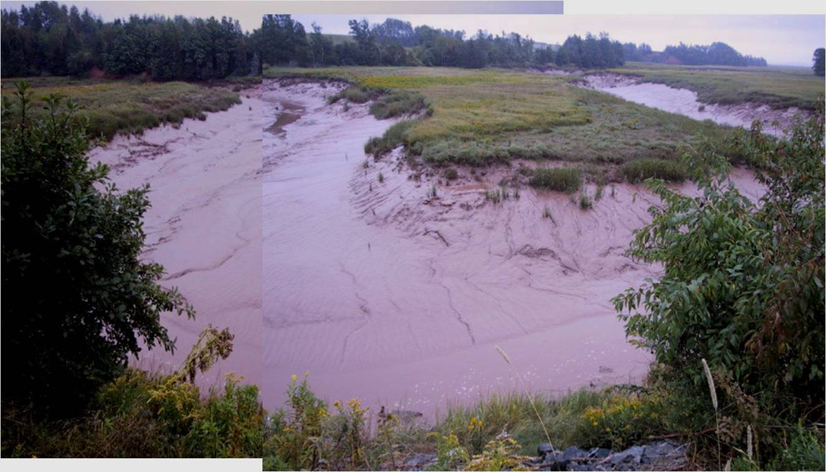 Here is another example of typical tidal meander morphology: Folly River, just N of loc 8. Arrow points to this meander. This site is less than 5 km from high relief hinterland, yet the tidal river sediment is 100% silt or finer.