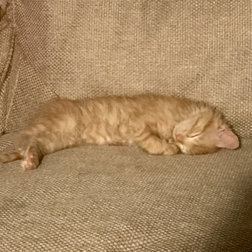 TinyKittenRR's tweet photo. I think Buster feels pretty comfortable in his new home. ππ± #humanesociety #hsgkc #tinykittenrescueranch #tkrr https://t.co/judNWHKpeb