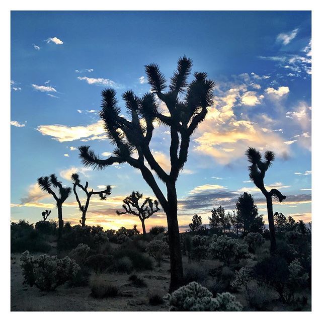 VRYeveryday's tweet photo. Sometimes staying grateful is all we can do and that is enough.
.
#joshuatree #breathe #wellness #recovery #mentalhealth #nature #grateful #gratitude #feelhappy #feelalive #feelcalm #feelbalanced #feelrelaxed #wefeelyou https://t.co/GDdg6vCLCy https://t.co/2rF1jhTd9c