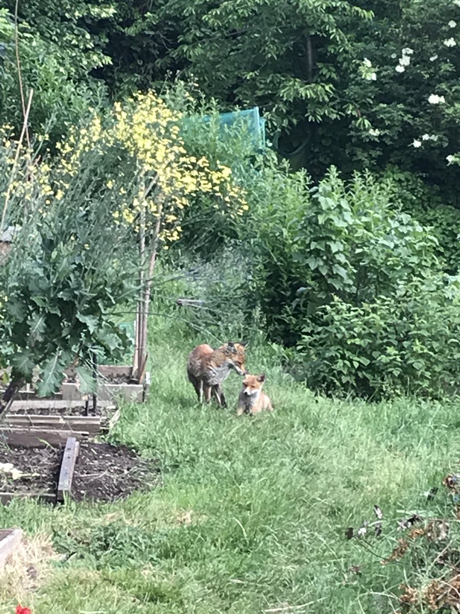 cheeseexplorer's tweet photo. Sitting on the floor in the allotment watching the adorable family of 4 foxes making sure they are up to no mischief... π¦#allotment #foxpolice https://t.co/o7zW5to38p