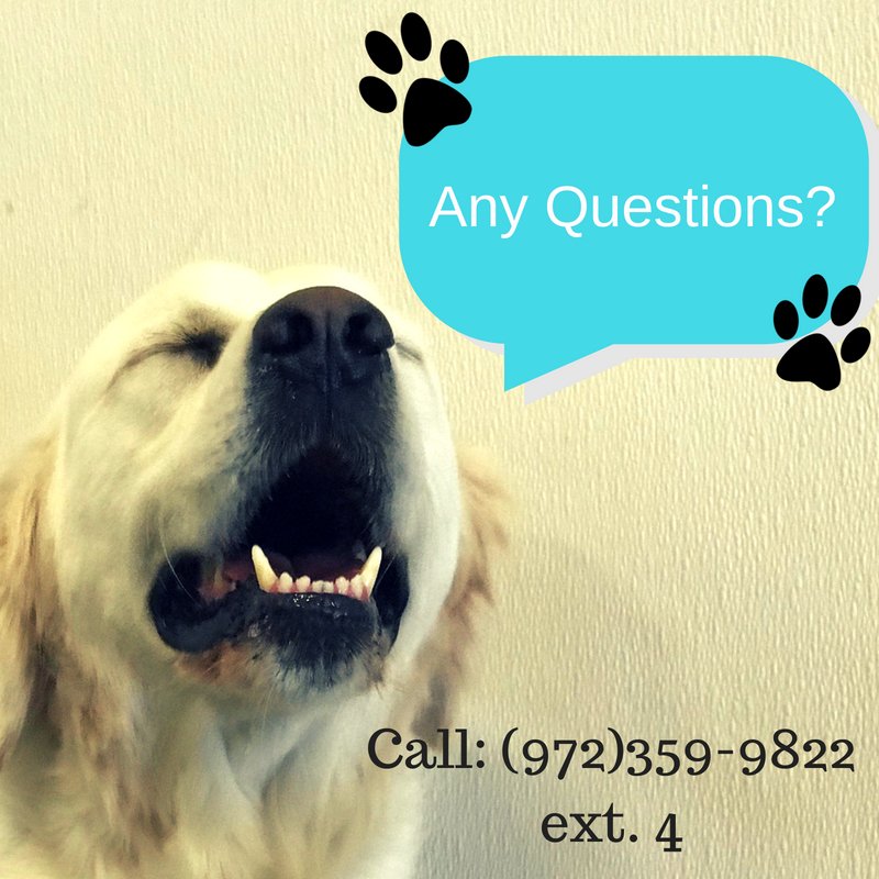 PPRCuster's tweet image. FAQ:
Q: If our Fur Friend is not neutered/spayed, do they still get play time?
A: YES, Of Course! Pets who are not spayed/neutered are welcome at our facility! Our staff offers one on one play time these kids will still be able to receive the Pet Paradise Experience! 🐶🐾☺️💖