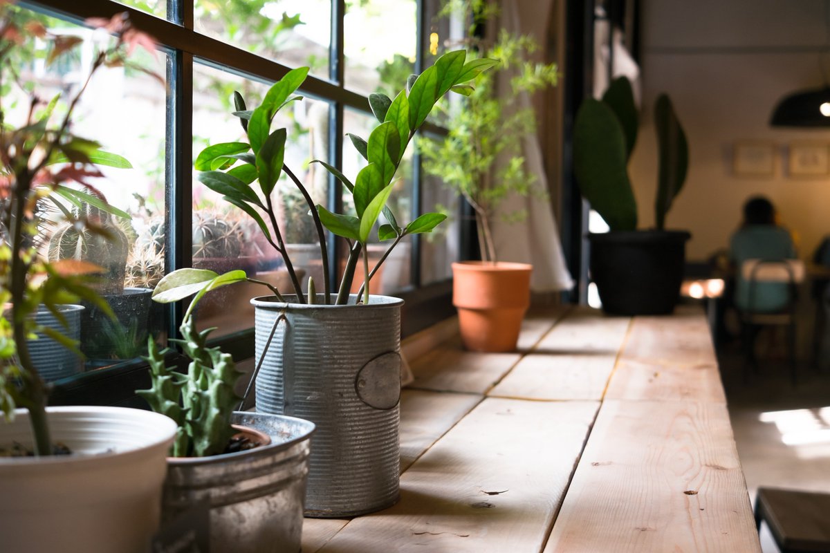 Keep your indoor greens green with this guide to caring for your house plants!

solorganix.com/blogs/impact-t…