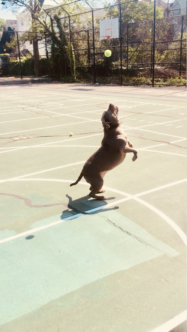 whoucallinbully's tweet photo. #ImAnExpertAt catching balls!  🎾🎾🎾 #ballislife https://t.co/oFRnQ5atUX