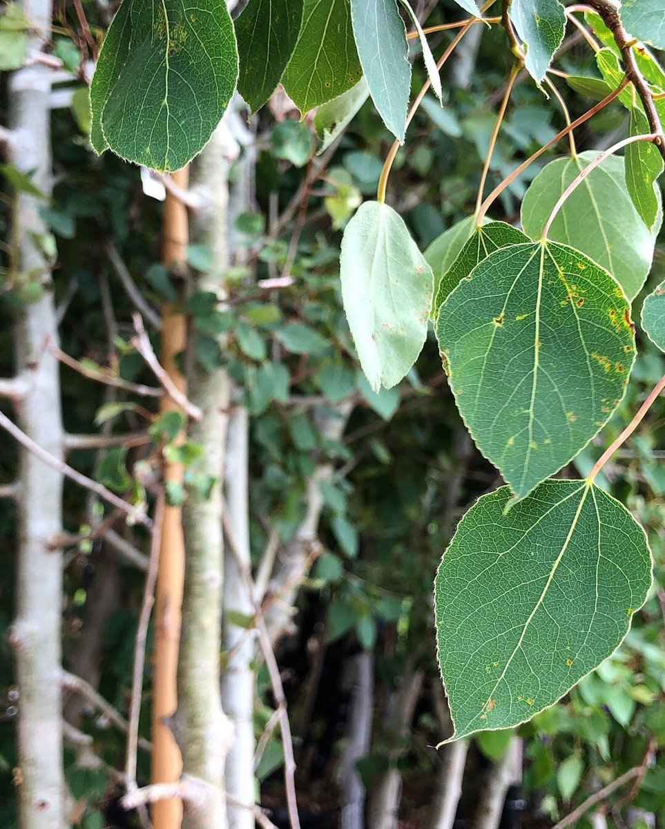 MuseumofWIArt's tweet photo. It’s tree planting day! The first of nearly 800 Quaking Aspen trees are in the ground. Stop by to see the progress!

#openduringconstruction #culturalcampus #WisconsinArt https://t.co/oDRw4Y3Xxm