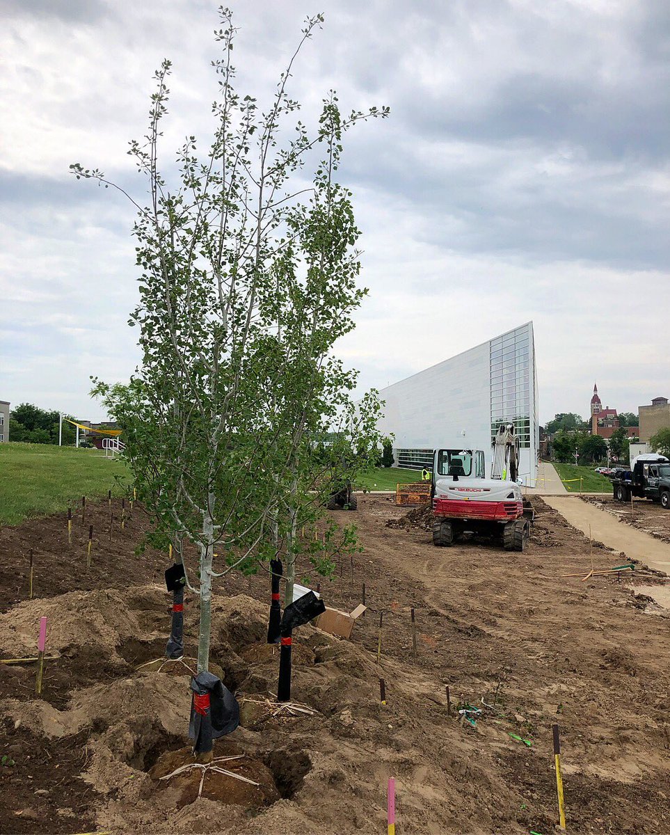 MuseumofWIArt's tweet photo. It’s tree planting day! The first of nearly 800 Quaking Aspen trees are in the ground. Stop by to see the progress!

#openduringconstruction #culturalcampus #WisconsinArt https://t.co/oDRw4Y3Xxm