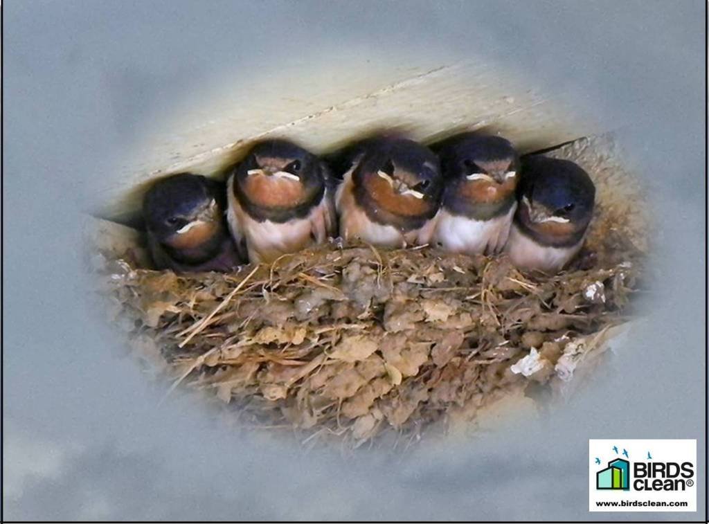 SEO_BirdLife's tweet photo. Con la llegada de la primavera aviones y golondrinas llenan de vida ciudades y pueblos. Lamentablemente no todos los vecinos ven a nuestros amigos con buenos ojos. Para evitar las molestias de sus excrementos proponemos usar las bandejas #BirdsClean https://t.co/EjIISGvthC https://t.co/feGquNcv5A