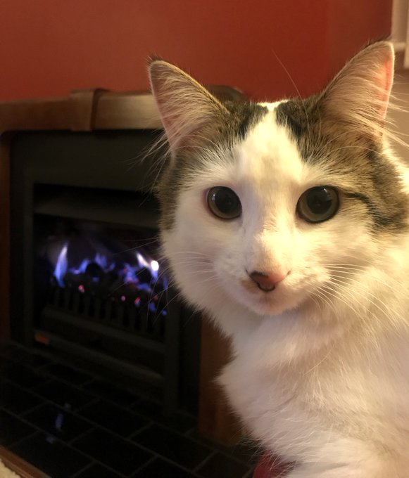 Floof and I had a brainstorm about Goldblum tonight. We&rsquo;ve come up with a plan. More news to come. This<a href="/tag/wimbledon"class="tags"><span>#wimbledon</span></a><a href="/tag/trippadoo"class="tags"><span>#trippadoo</span></a><a href="/tag/downinfront"class="tags"><span>#downinfront</span></a>