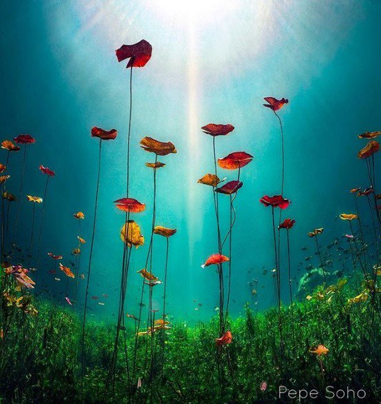 pepe_soho's tweet photo. Cuando te enamoras tanto de un lugar, haces todo por sentirte merecedor de el y de hacer tu mejor representación. Les comparto mi mejor intento en este año y medio que pase ahí. La foto se llama #Awakening (despertar) espero que la disfruten, un abrazo #FelizMiercoles #Tulum https://t.co/qhTw4AQ86E