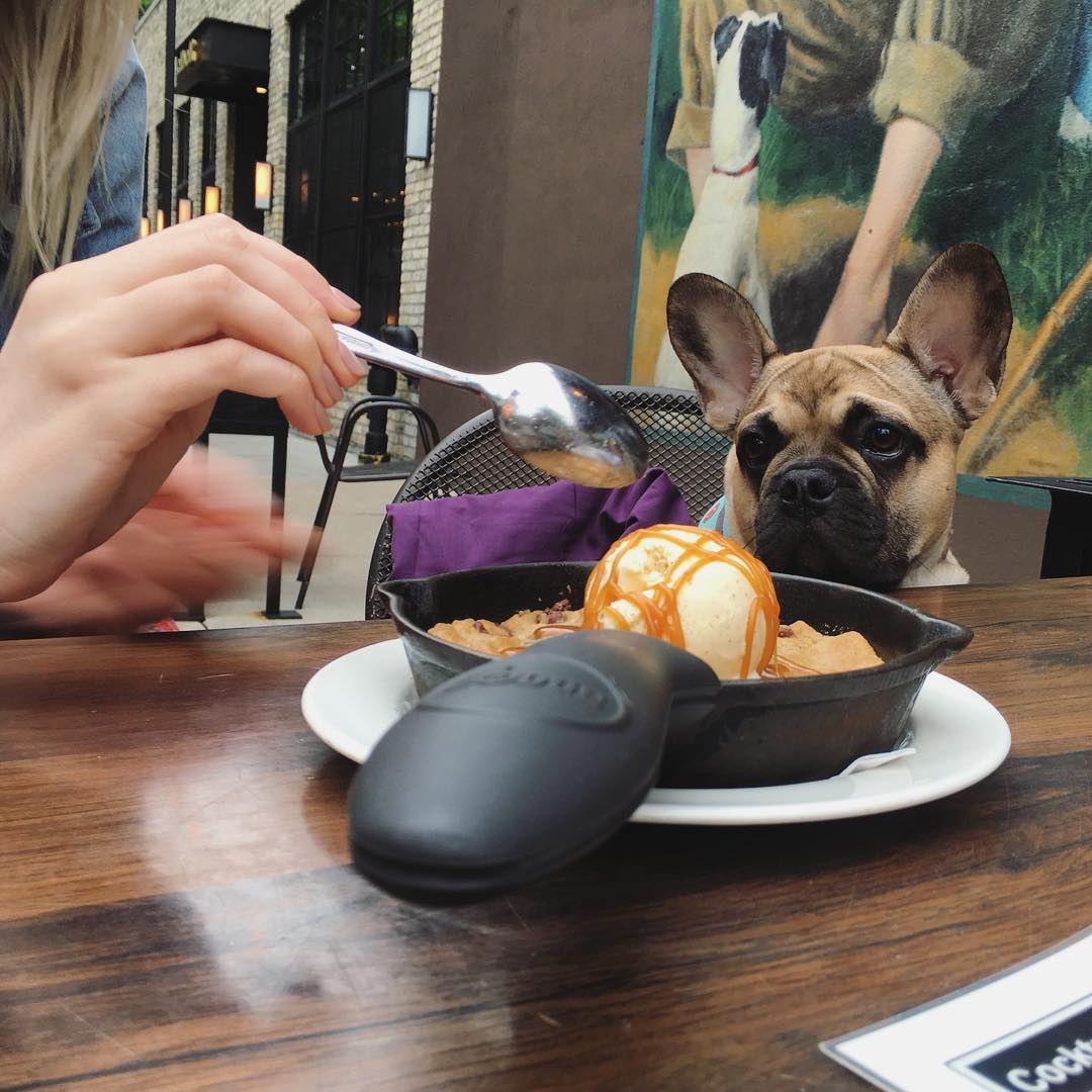 CrosbysKitchen's tweet photo. That feeling when Mom won't share the Skillet Cookie with you...
#DogsofLakeview #dogfriendlyChicago
📸: @leonardo.dafrenchie https://t.co/WOaQlWNuUL
