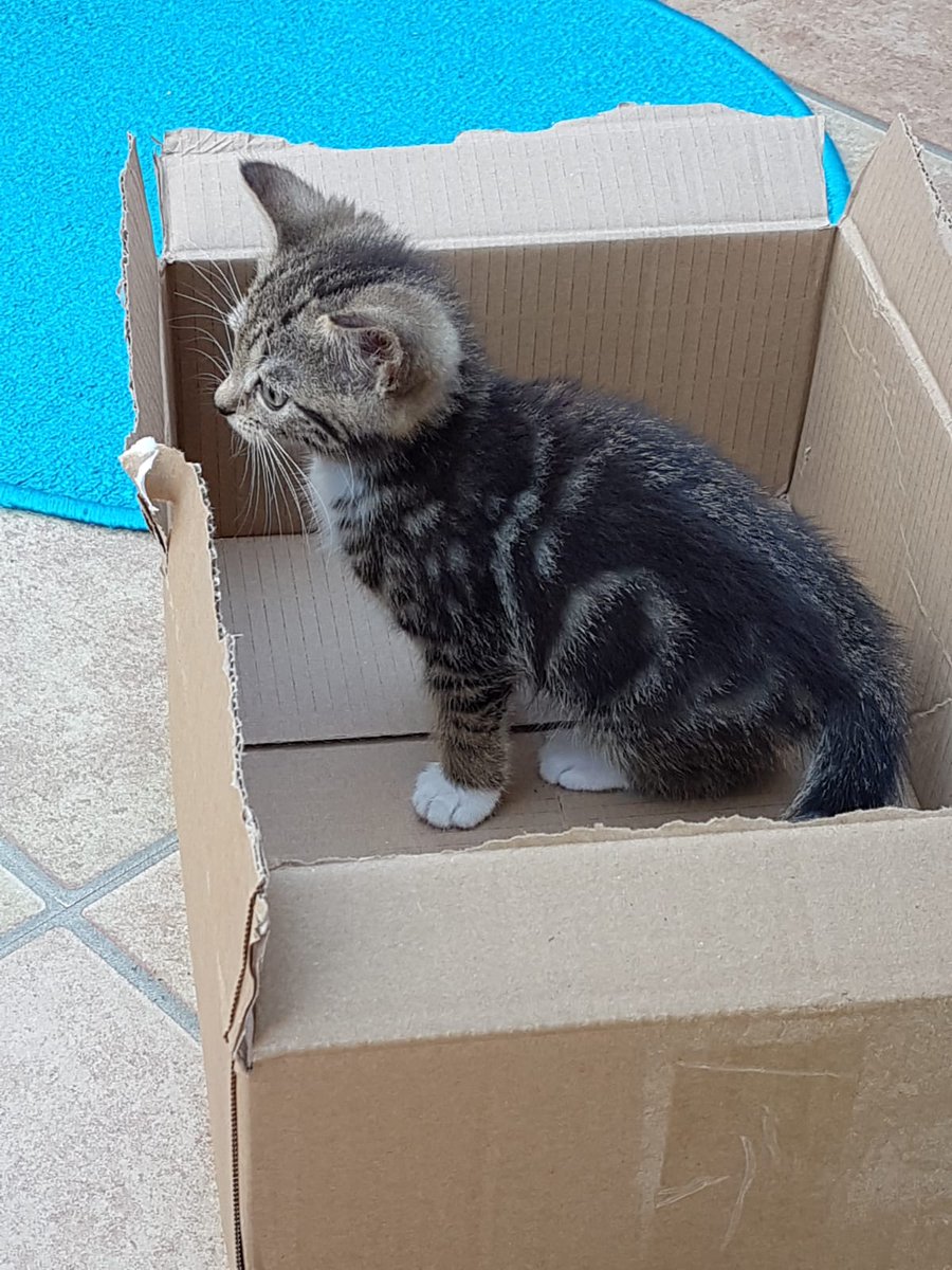 KeighleyCatCare's tweet photo. Our lovely girl Blossom has just gone to her #foreverhome. Be happy and healthy little one!!! We are so happy ❤❤ #AdoptDontShop https://t.co/blUysNhjb1