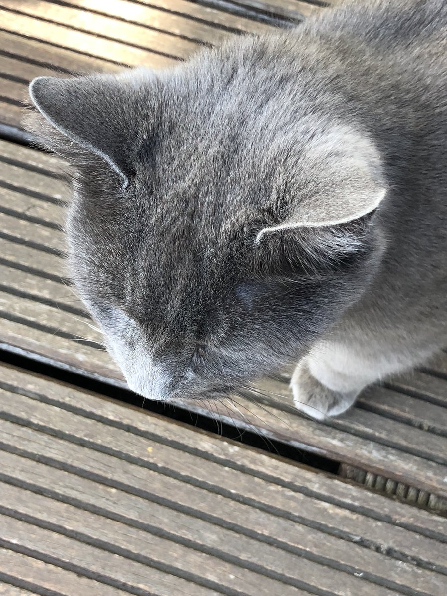 akalprem_kaur's tweet photo. Pizza essen beim Lieblingsitaliener und die Katze des Pizzabäckers leistet mir Gesellschaft 😻 #pizza #CatsOfTwitter #cats #Feierabend https://t.co/AeLBgD4BwH