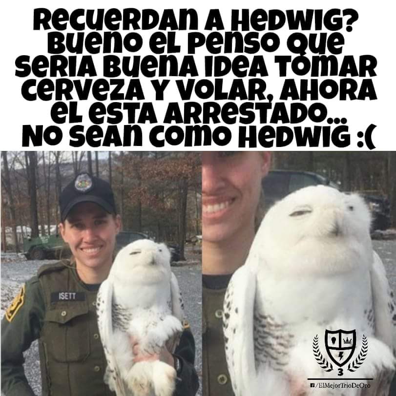 Charloteart's tweet image. Harry, creo que Hedwig necesita una charla urgente. 😐