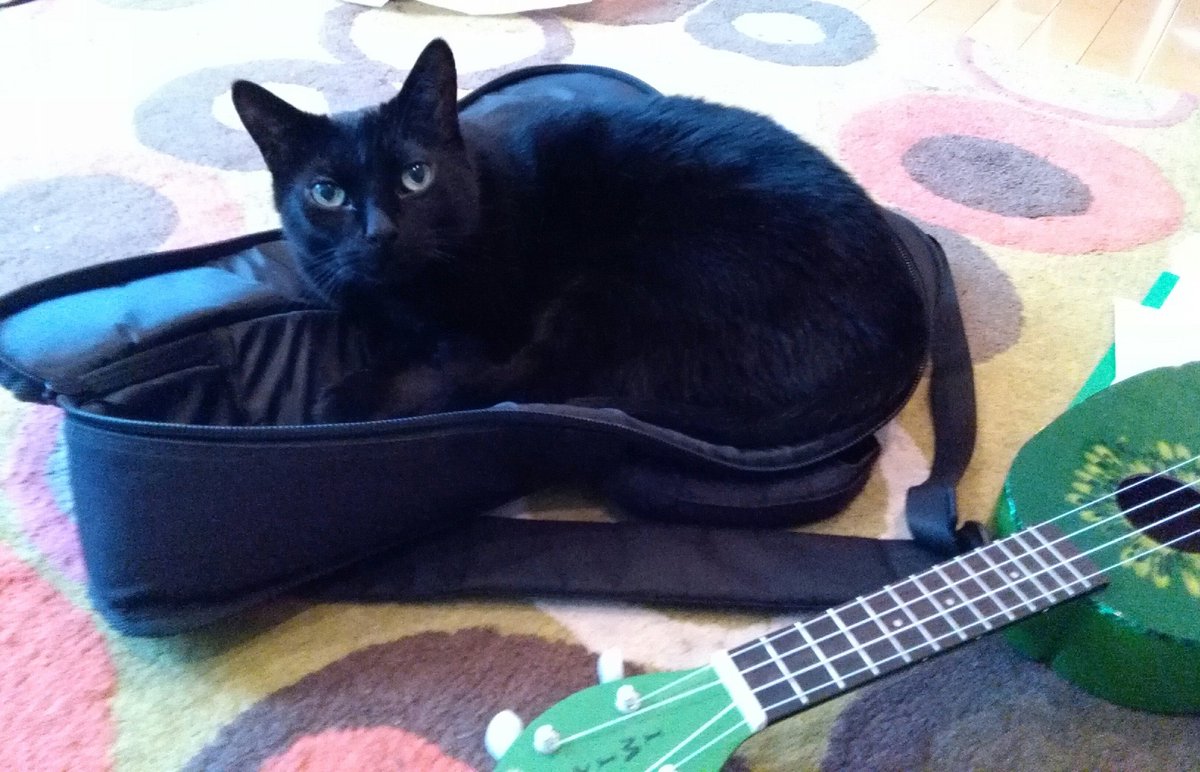 CatDisapproval's tweet photo. While I practiced my ukulele, Luxor practiced BEING a ukulele. https://t.co/uN28Amtx8p