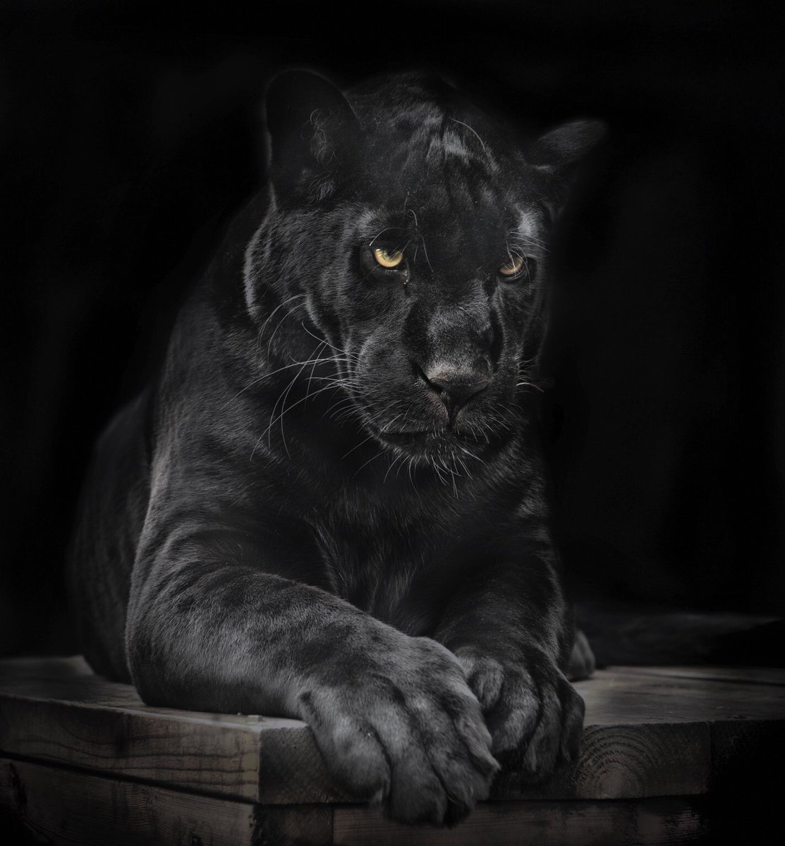 Maya the jaguar
