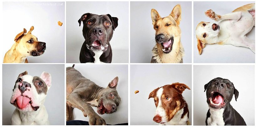ElaineFurst's tweet photo. Doggies Are Fun!–A Poem by Elaine Furst https://t.co/ALlNjO2FIH https://t.co/iFzSl4R5E2