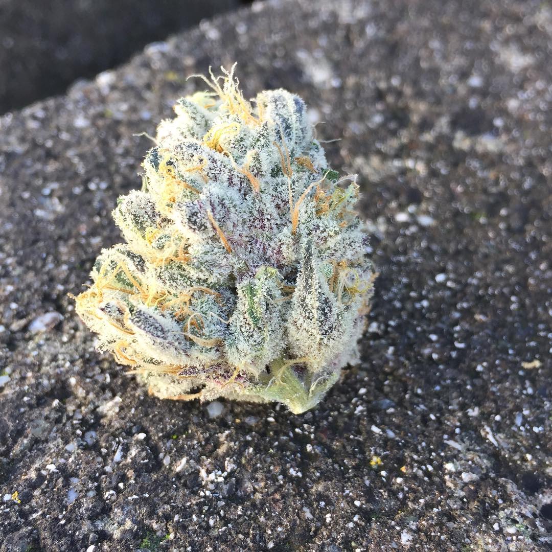 HIGH_TIMES_Mag's tweet photo. Stardawg nug by its lonesome.

📷: Grown by https://t.co/W6xmk47e9s
🌲: Strain bred by #Dankonomics https://t.co/YBU1uDqYFf