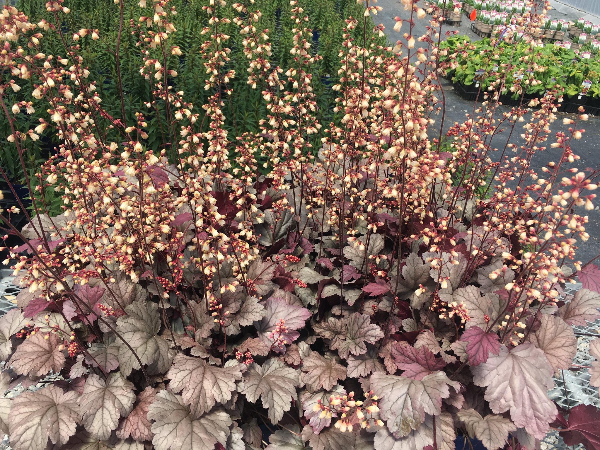Sean James On Twitter One Of My All Time Favourite Perennials Nativar Heuchera Stainless Steel Tolerant Of Sun Or Shade And Droughttolerant Too Found Vb Gardens Https T Co Vwyiqgwblg