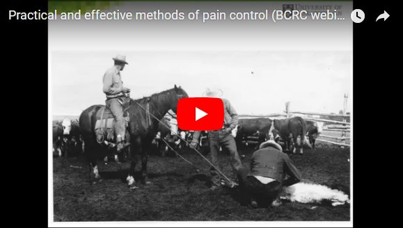[New blog post] Pain, Pain, Go Away beefresearch.ca/blog/pain-pain… Learn about practical ways to manage pain in your beef herd by watching our past webinar featuring <a href="/drjcampbell/">John Campbell</a>.