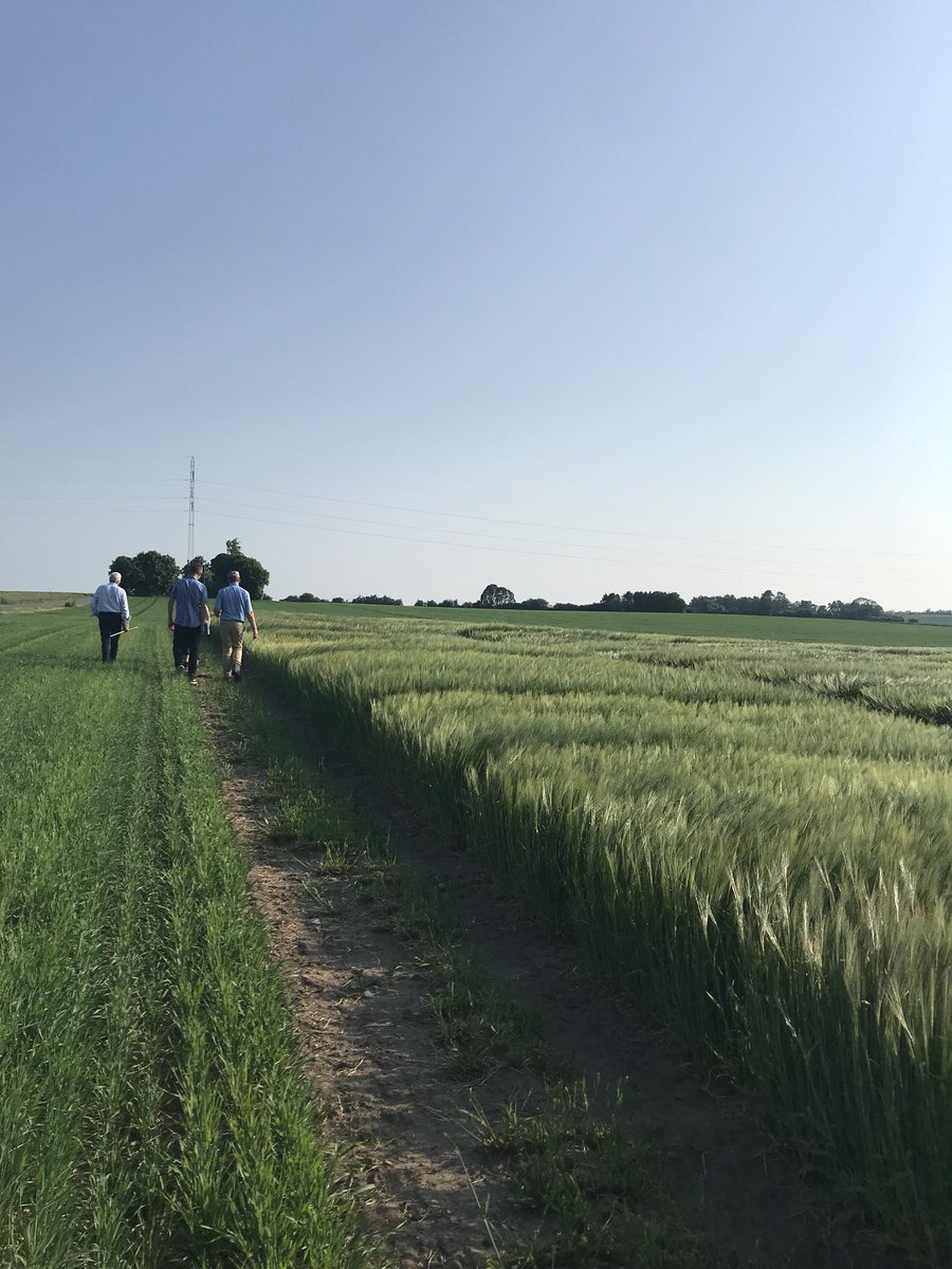 Great to see the superb work being done <a href="/PlantBreedFarm/">PlantBreedFarm</a> in Denmark, the attention to detail + ambition for the future is obvious. Breeders of Gangway, Paustian, Rockefeller and new for 2019 will be Prospect spring barley for distilling. 🥃 #EmbracingNature #breedingforthefuture