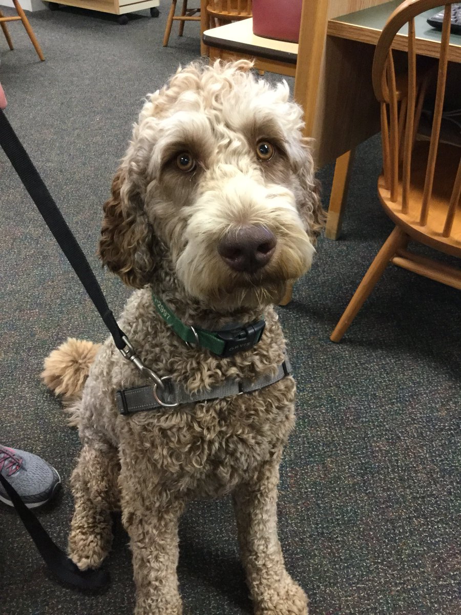 SouthboroughLib's tweet image. Cooper is still a puppy, but he is BIG - so big, he had to come check out the Southborough Library yesterday. We hope he had a good first visit. #librarydogs #Southborough