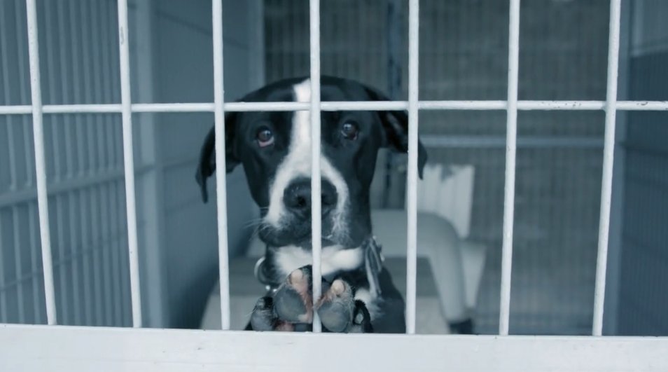 laMevaMascota's tweet photo. Tots aquests animals busquen família!🐶😸 Ajuda’ns a fer difusió amb un RT🔁 Més informació a la "Lliga Protectora d’Animals de Barcelona” - No us perdeu els propers reportatges a #LaMevaMascotaiJo amb la @giselaoficial. https://t.co/U2HkxPuF7M