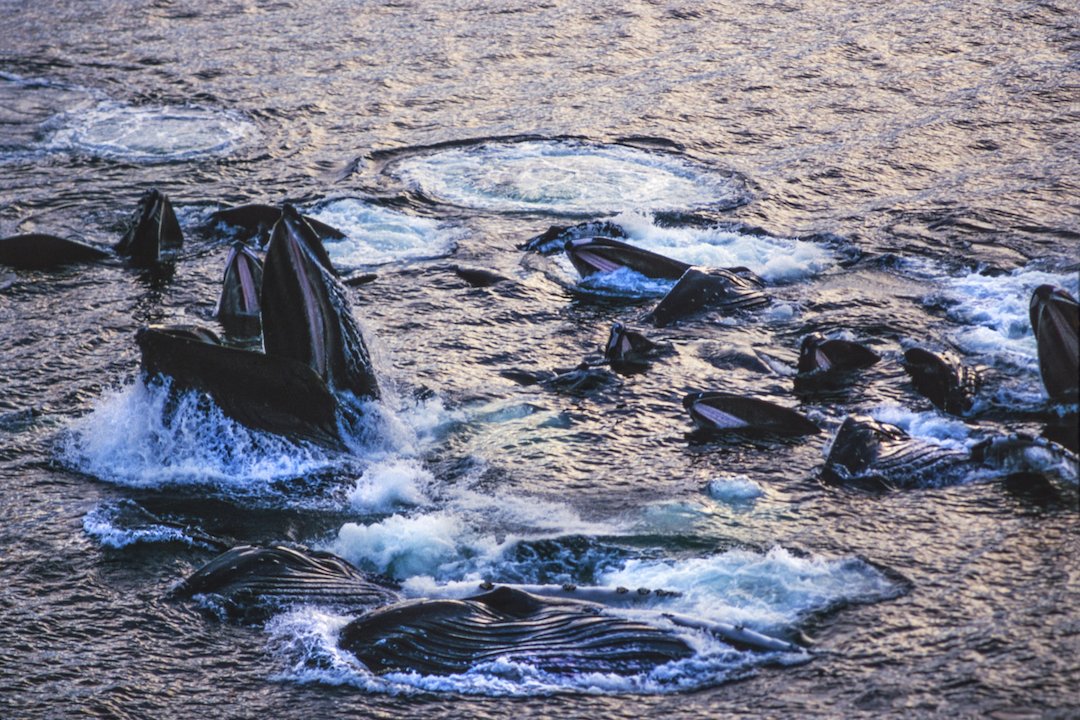 4ocean's tweet image. Did you know that humpback #Whales only eat for 1/3 of the year?  When feeding, whales can gain up to 12 pounds an hour.  All this #ChowingDown is necessary to build up fat reserves.  Their fat reserves feed them for the remaining 8 months when they are migrating and mating.