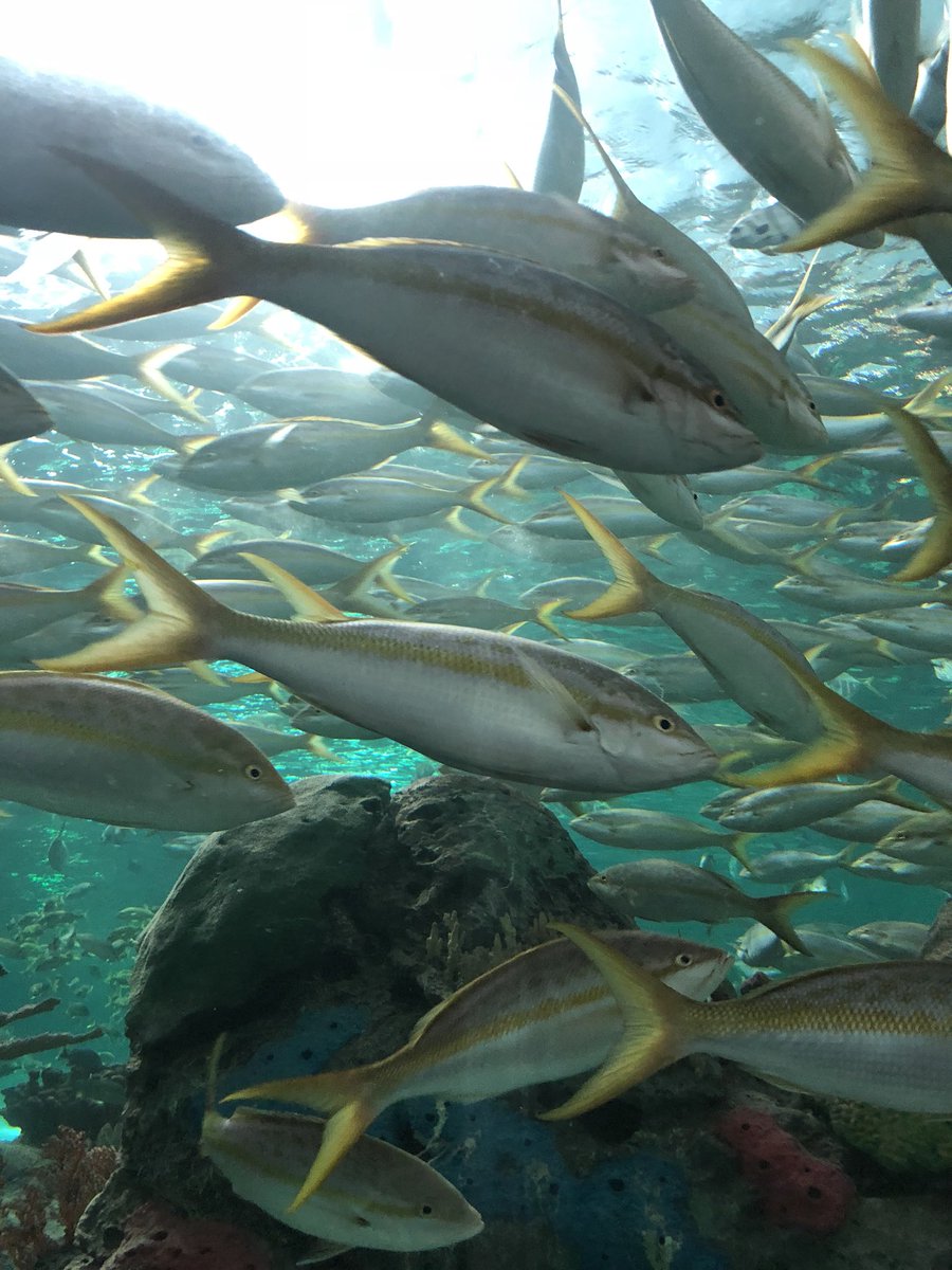Mr_JayRoberts's tweet photo. Ripley’s Aquarium Trip. #fieldtrip @ASPS_TDSB @tdsb @EarlyYearsTDSB @LC3_TDSB https://t.co/n8xpnHlXV5