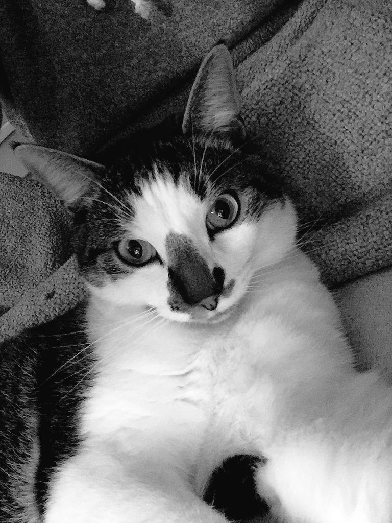 Day 7 of the #7Days B&W challenge! Thanks for playing along everyone, I’ll be watching for all of yours! 😽🐾